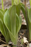 Pink lady's slipper <BR>Moccasin flower